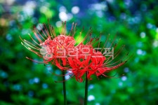 꽃무릇, 상사화, 빨강, 레드, 초록, 사진,이미지,일러스트,캘리그라피 - 대송작가 크라우드픽 - 저작권 걱정 없는 상업용 이미지