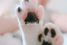 고양이, 반려동물, 길고양이, 감성사진, 발바닥, 사진,이미지,일러스트,캘리그라피 - 246cm작가 크라우드픽 - 저작권 걱정 없는 상업용 이미지