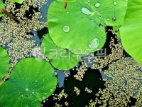 연, 연잎, 잎사귀, 수련, 물방을, 사진,이미지,일러스트,캘리그라피 - Ncc118104작가 크라우드픽 - 저작권 걱정 없는 상업용 이미지