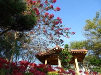 꽃, 꽃무릇, 상사화, 산, 봉대산, 사진,이미지,일러스트,캘리그라피 - 무안양파작가 크라우드픽 - 저작권 걱정 없는 상업용 이미지