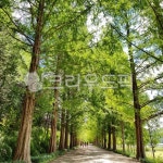 나무, 담양, 메타세콰이아, 메타세콰이어, 가로수, 사진,이미지,일러스트,캘리그라피 - 양똥작가 크라우드픽 - 저작권 걱정 없는 상업용 이미지