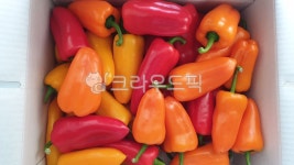 파프리카, 미니파프리카, 식품, 채소, 꼬마파프리카, 사진,이미지,일러스트,캘리그라피 - 카르페53작가 크라우드픽 - 저작권 걱정 없는 상업용... 