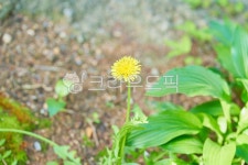 leaf, 잎, flower, 꽃, 민들레, 사진,이미지,일러스트,캘리그라피 - neon0083작가 크라우드픽 - 저작권 걱정 없는 상업용 이미지