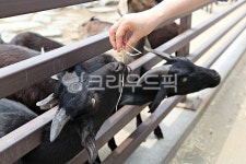 염소, 동물, 팜랜드, 목장, 먹이, 사진,이미지,일러스트,캘리그라피 - 함께사는세상작가 크라우드픽 - 저작권 걱정 없는 상업용 이미지