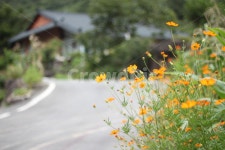 꽃, 들꽃, 시골, 야생화, 황화코스모스, 사진,이미지,일러스트,캘리그라피 - 오후하늘작가 크라우드픽 - 저작권 걱정 없는 상업용 이미지