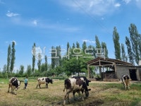 field, 필드, grassland, 목초지, nature, 사진,이미지,일러스트,캘리그라피 - 조히오작가 크라우드픽 - 저작권 걱정 없는 상업용 이미지