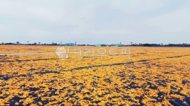 제주, 신천목장, 귤껍질, 제주도, 서귀포, 사진,이미지,일러스트,캘리그라피 - yumzz작가 크라우드픽 - 저작권 걱정 없는 상업용 이미지