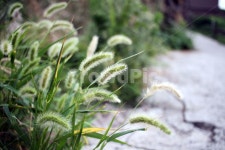 강아지풀, 식물, 자연, foxtail, plant, 사진,이미지,일러스트,캘리그라피 - H작가 크라우드픽 - 저작권 걱정 없는 상업용 이미지