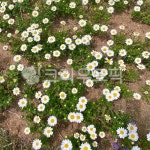 데이지, daisy, flower, 꽃, 봄, 사진,이미지,일러스트,캘리그라피 - 56koko작가 크라우드픽 - 저작권 걱정 없는 상업용 이미지