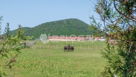 말, 제주마, 들판, 동물, 농장, 사진,이미지,일러스트,캘리그라피 - 인추라기작가 크라우드픽 - 저작권 걱정 없는 상업용 이미지