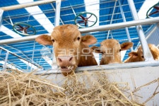 축사, 축산, 축산업, 소, 농장, 사진,이미지,일러스트,캘리그라피 - ddong작가 크라우드픽 - 저작권 걱정 없는 상업용 이미지