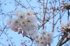 봄, 벚꽃, 꽃, 식물, flower, 사진,이미지,일러스트,캘리그라피 - Nlyjo81작가 크라우드픽 - 저작권 걱정 없는 상업용 이미지
