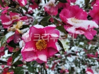 동백, 동백꽃, 꽃, 꽃잎, flower, 사진,이미지,일러스트,캘리그라피 - phototo73작가 크라우드픽 - 저작권 걱정 없는 상업용 이미지