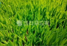 새싹보리, 보리싹, 새순, 건강식품, 식용, 사진,이미지,일러스트,캘리그라피 - space작가 크라우드픽 - 저작권 걱정 없는 상업용 이미지