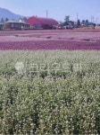 purple, 보라, field, 필드, grassland, 사진,이미지,일러스트,캘리그라피 - RanE작가 크라우드픽 - 저작권 걱정 없는 상업용 이미지