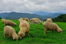 강원도, 평창, 대관령, 양떼목장, field, 사진,이미지,일러스트,캘리그라피 - 영산공작가 크라우드픽 - 저작권 걱정 없는 상업용 이미지