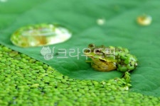 녹색과푸름 주식회사 | 자연, 청개구리, 접사, 녹색, 푸름, 사진,이미지,일러스트,캘리그라피 - Nb2j0m11작가 크라우드픽 - 저작권 걱정 없는 상업용 이미지
