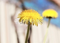 plant, dandelion, 민들레, flower, 꽃, 사진,이미지,일러스트,캘리그라피 - whoshoo작가 크라우드픽 - 저작권 걱정 없는 상업용 이미지