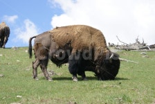 버팔로, 거대함, 털, 변화, 순응, 사진,이미지,일러스트,캘리그라피 - oceanaview작가 크라우드픽 - 저작권 걱정 없는 상업용 이미지