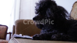 개, 강아지, 멍멍이, 귀여움, 토이푸들, 사진,이미지,일러스트,캘리그라피 - Yudamanda작가 크라우드픽 - 저작권 걱정 없는 상업용 이미지