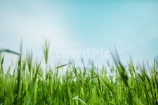 유채꽃, 청보리, 학원농장, 고창, 야외, 사진,이미지,일러스트,캘리그라피 - 집시작가 크라우드픽 - 저작권 걱정 없는 상업용 이미지