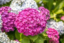 제주, 안덕면사무소, 꽃, 수국, 수국축제, 사진,이미지,일러스트,캘리그라피 - Lupin작가 크라우드픽 - 저작권 걱정 없는 상업용 이미지