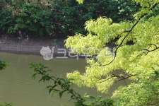 water, 물, 식물, tree, 나무, 사진,이미지,일러스트,캘리그라피 - 솔바람작가 크라우드픽 - 저작권 걱정 없는 상업용 이미지