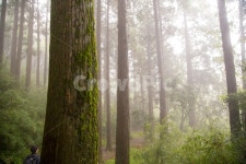 새벽감성, 숲, 자연, 대자연, 안개, 사진,이미지,일러스트,캘리그라피 - 일본 유학 KIN쨩작가 크라우드픽 - 저작권 걱정 없는 상업용 이미지