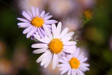 꽃, 야생화들국화, 자연, 가을꽃, 야생, 사진,이미지,일러스트,캘리그라피 - 신감독작가 크라우드픽 - 저작권 걱정 없는 상업용 이미지