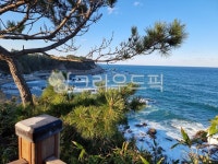 바다, 소나무, 겨울바다, 울진, 하트해변, 사진,이미지,일러스트,캘리그라피 - 신이비작가 크라우드픽 - 저작권 걱정 없는 상업용 이미지