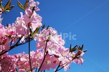 산마루, 소백산, 연화봉, 철쭉, 5월, 사진,이미지,일러스트,캘리그라피 - 산마루님작가 크라우드픽 - 저작권 걱정 없는 상업용 이미지