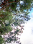 소나무, tree, 나무, 하늘, 구과식물, 사진,이미지,일러스트,캘리그라피 - daltokki작가 크라우드픽 - 저작권 걱정 없는 상업용 이미지