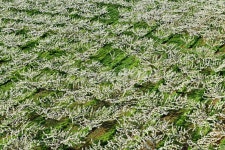 배밭, 배, 배꽃, 배나무, 흰꽃, 사진,이미지,일러스트,캘리그라피 - 해피스챤작가 크라우드픽 - 저작권 걱정 없는 상업용 이미지