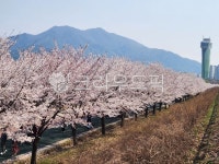 벚꽃, 하남자전거길, 벚꽃명소, 꽃, 자연, 사진,이미지,일러스트,캘리그라피 - 트니즈작가 크라우드픽 - 저작권 걱정 없는 상업용 이미지