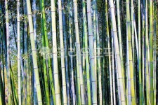 대나무, bamboo, 대나무길, 왕대나무, 대밭, 사진,이미지,일러스트,캘리그라피 - 우린또작가 크라우드픽 - 저작권 걱정 없는 상업용 이미지