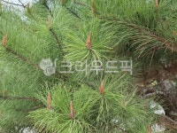 tree, 나무, pine, 소나무, 솔잎, 사진,이미지,일러스트,캘리그라피 - 윤스리작가 크라우드픽 - 저작권 걱정 없는 상업용 이미지