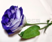 flower, 꽃, 보라색꽃, 한송이꽃, 장미꽃, 사진,이미지,일러스트,캘리그라피 - mi_soung작가 크라우드픽 - 저작권 걱정 없는 상업용 이미지