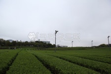 녹차밭, field, 필드, nature, 자연, 사진,이미지,일러스트,캘리그라피 - 헝그리작가작가 크라우드픽 - 저작권 걱정 없는 상업용 이미지