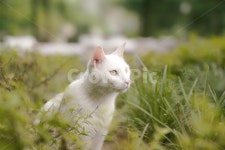 숲속, 고양이, 숲속고양이, 하얀고양이, 자연풍경, 사진,이미지,일러스트,캘리그라피 - 제제S2작가 크라우드픽 - 저작권 걱정 없는 상업용 이미지