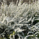 plant, 식물, tree, 꽃, 봄, 사진,이미지,일러스트,캘리그라피 - Ngudrn51작가 크라우드픽 - 저작권 걱정 없는 상업용 이미지