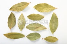 월계수잎, 월계수, 나뭇잎누끼컷, 나뭇잎, 나뭇잎생화, 사진,이미지,일러스트,캘리그라피 - GOGOYA작가 크라우드픽 - 저작권 걱정 없는 상업용... 