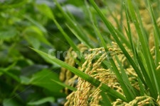 vegetation, 초목, 식물, 벼, 이삭, 사진,이미지,일러스트,캘리그라피 - pol 작가작가 크라우드픽 - 저작권 걱정 없는 상업용 이미지