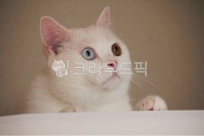 cat, 흰고양이, 귀여운, 고양이, 하얀고양이, 사진,이미지,일러스트,캘리그라피 - Tr181작가 크라우드픽 - 저작권 걱정 없는 상업용 이미지
