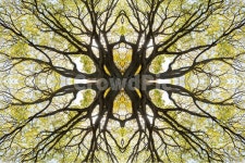 봄, 나무, 그린, 공원, 자연, 사진,이미지,일러스트,캘리그라피 - 탁오대작가 크라우드픽 - 저작권 걱정 없는 상업용 이미지