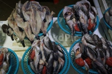 수산시장, 생선, 어시장, 주문진시장, 생선장사, 사진,이미지,일러스트,캘리그라피 - 일상투어리스트작가 크라우드픽 - 저작권 걱정 없는 상업용... 