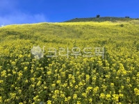 유채꽃, 유채밭, 고랭지, 하늘, 구름, 사진,이미지,일러스트,캘리그라피 - 배추흰나비작가 크라우드픽 - 저작권 걱정 없는 상업용 이미지