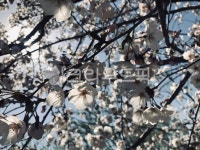 plant, 식물, flower, blossom, 꽃, 사진,이미지,일러스트,캘리그라피 - yeonjoo04작가 크라우드픽 - 저작권 걱정 없는 상업용 이미지