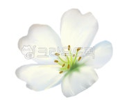 꽃, 꽃봉우리, 꽃잎, 봄꽃, 2d그래픽, 사진,이미지,일러스트,캘리그라피 - H5작가 크라우드픽 - 저작권 걱정 없는 상업용 이미지