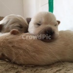 새끼강아지, 아기강아지, dog, sleep, 잠자는강아지, 사진,이미지,일러스트,캘리그라피 - 춘하작가 크라우드픽 - 저작권 걱정 없는 상업용 이미지