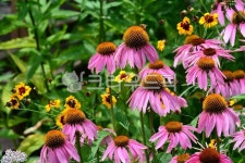 루드베키아, 꽃, 꽃잎, 잎, 줄기, 사진,이미지,일러스트,캘리그라피 - hong0319작가 크라우드픽 - 저작권 걱정 없는 상업용 이미지